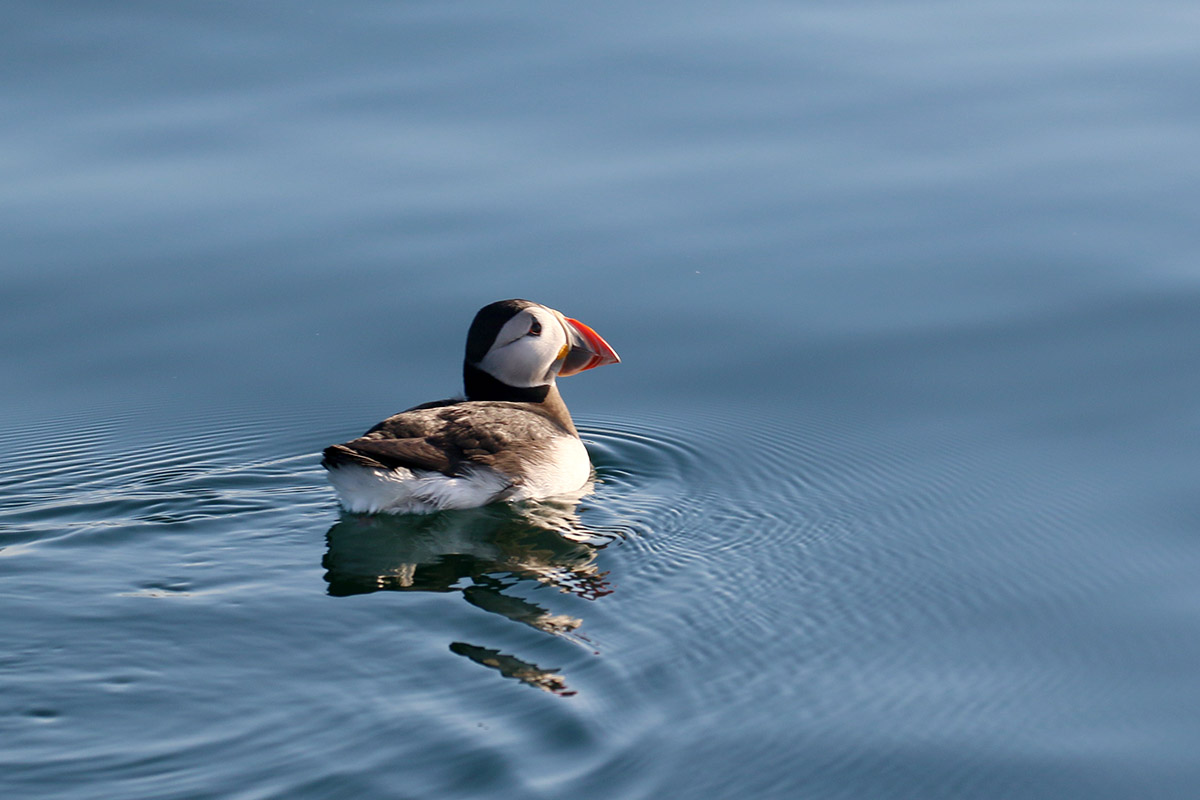 Puffin - Papagaaiduiker